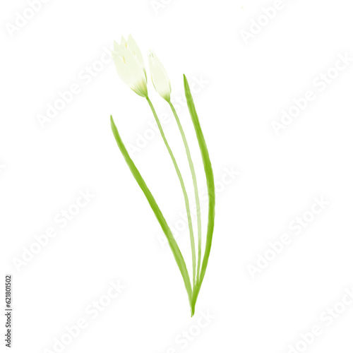 beautiful flower watercolor transparent background created with procreate