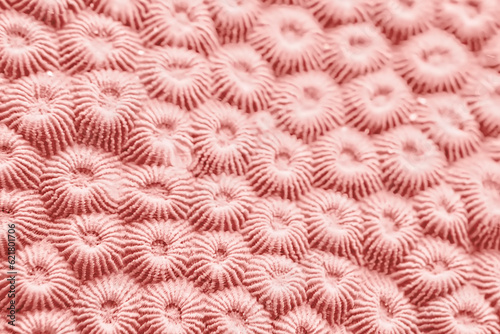 Fototapeta Naklejka Na Ścianę i Meble -  coral color texture background pink tone pastel nature sea underwater
