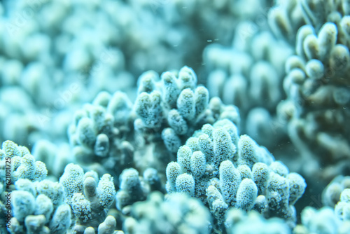 Fototapeta Naklejka Na Ścianę i Meble -  corals climate warming underwater background ocean problem