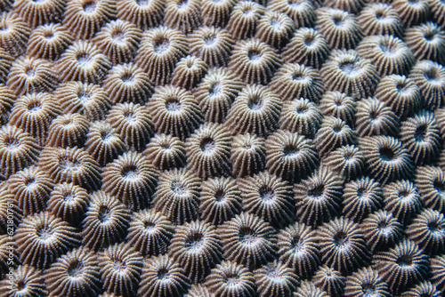 Fototapeta Naklejka Na Ścianę i Meble -  coral texture underwater background reef abstract sea