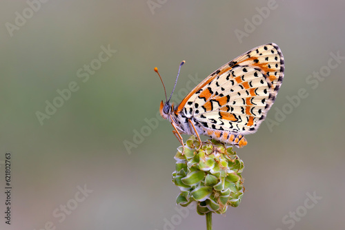 red butterfly on green plant, Persian Fritillary, Melitaea persea