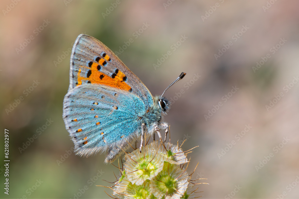 tiny butterfly on plant, Anatolian Vernal Copper, Tomares nogelii tiny butterfly on plant, Anatolian Vernal Copper, Tomares nogelii
