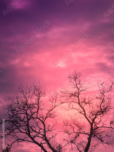 silhouette of a tree in the sunset