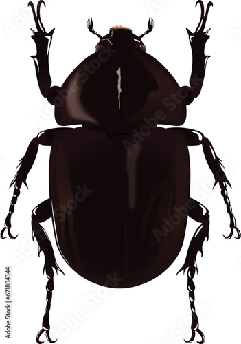 beetle female カブトムシ メス