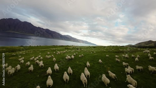 Slow motion FPV shot overhead a herd of sheep running over a hill in New Zealand