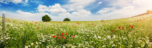 Panoramic view of the field with wild flower.