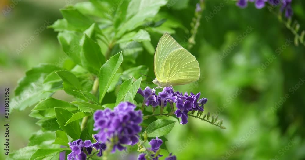 butterfly on flower,butterfly on beautiful nature,purple flower butterfly on flower,butterfly on beautiful nature,purple flower
