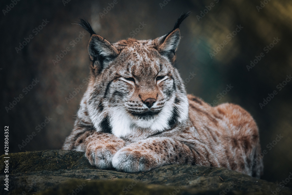 Restful Majesty: Lying Lynx Restful Majesty: Lying Lynx