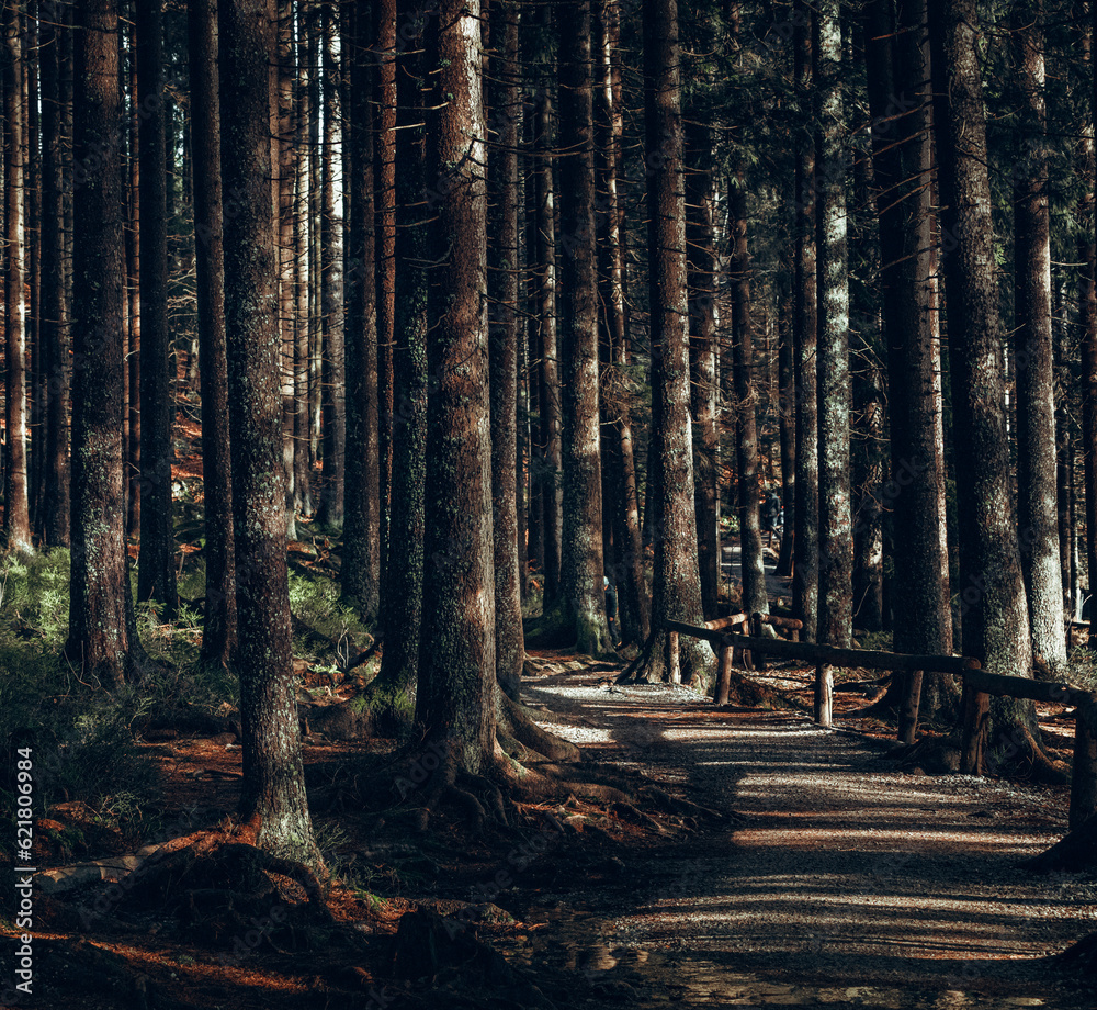 Fototapeta premium Mystical Ambiance of Bavarian Forest