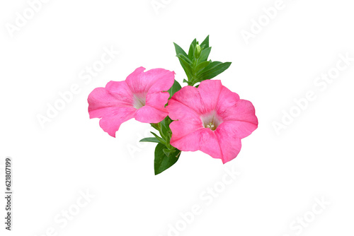 Isolated image of beautiful close-up petunia flower on png file at transparent background. photo