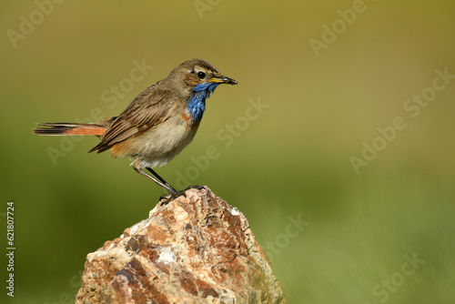 pechiazul en la sierrade gredos en Avila photo