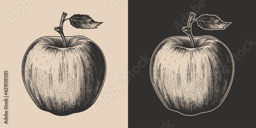 Set of vintage retro woodcut linocut engraving gravure sketch apple. Can be used like emblem, logo. mark, poster or print. Monochrome Graphic Art. Vector. Hand drawn element in antique