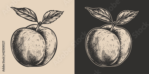 Set of vintage retro woodcut linocut engraving gravure sketch peach nectarine. Can be used like emblem, logo. mark, poster or print. Monochrome Graphic Art. Vector. Hand drawn element in antique