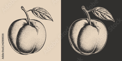 Set of vintage retro woodcut linocut engraving gravure sketch peach nectarine. Can be used like emblem, logo. mark, poster or print. Monochrome Graphic Art. Vector. Hand drawn element in antique