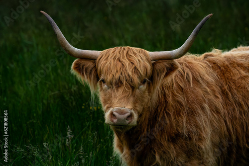 highland cow in a field © Chris Palmer