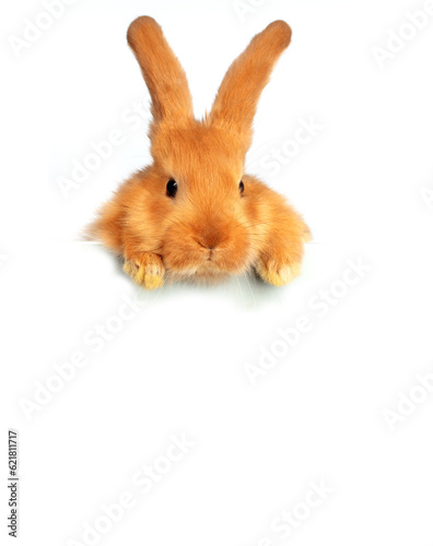A funny red rabbit peeks out over a white sheet of paper. photo