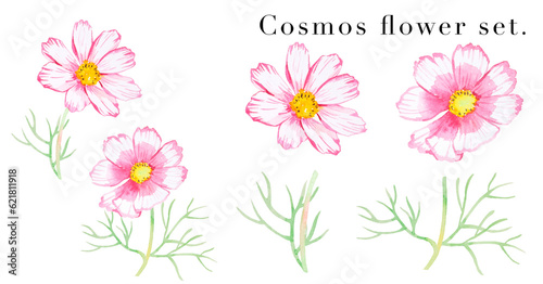 ピンクと白のコスモスの花の素材水彩イラスト 