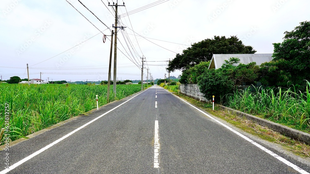 鹿児島県与論島のサトウキビ畑の一本道 鹿児島県与論島のサトウキビ畑の一本道