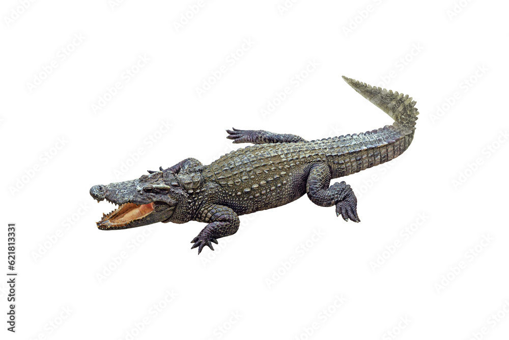 Naklejka premium Crocodile open mouth isolated on white background