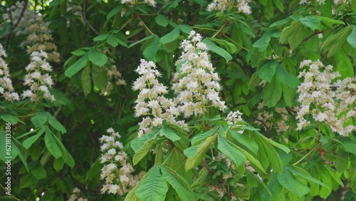 Blooming Flowers of Chestnut Tree Blossom