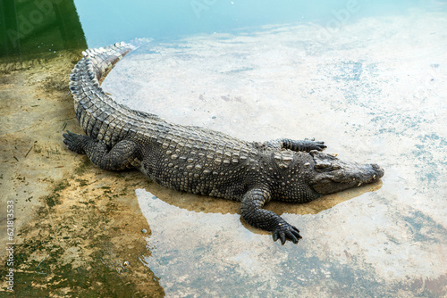 big dangerous crocodile is sleeping on the river bank photo