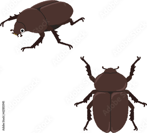 カブトムシ（メス）のイラスト