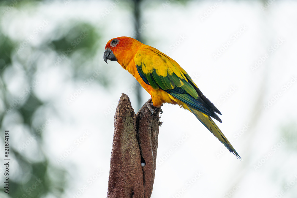 Naklejka premium Sun Conure parrot orange red and yellow colours