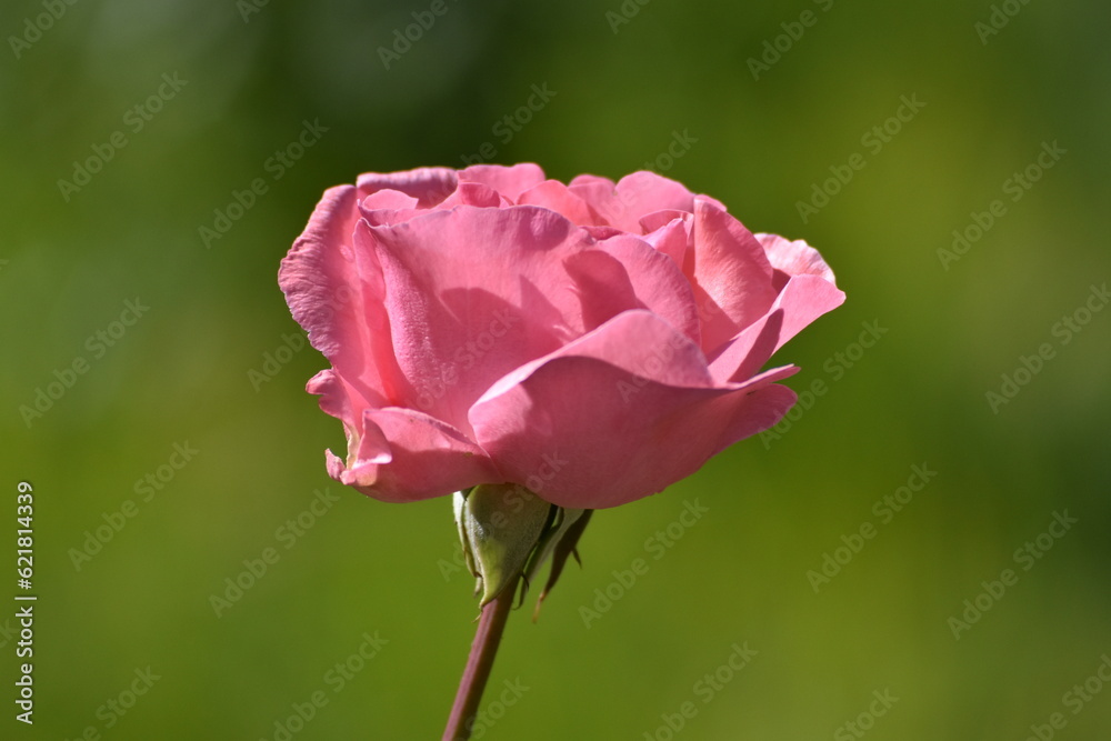 Obraz premium Beautiful Pink Rose Blooming with Blurred Green Background