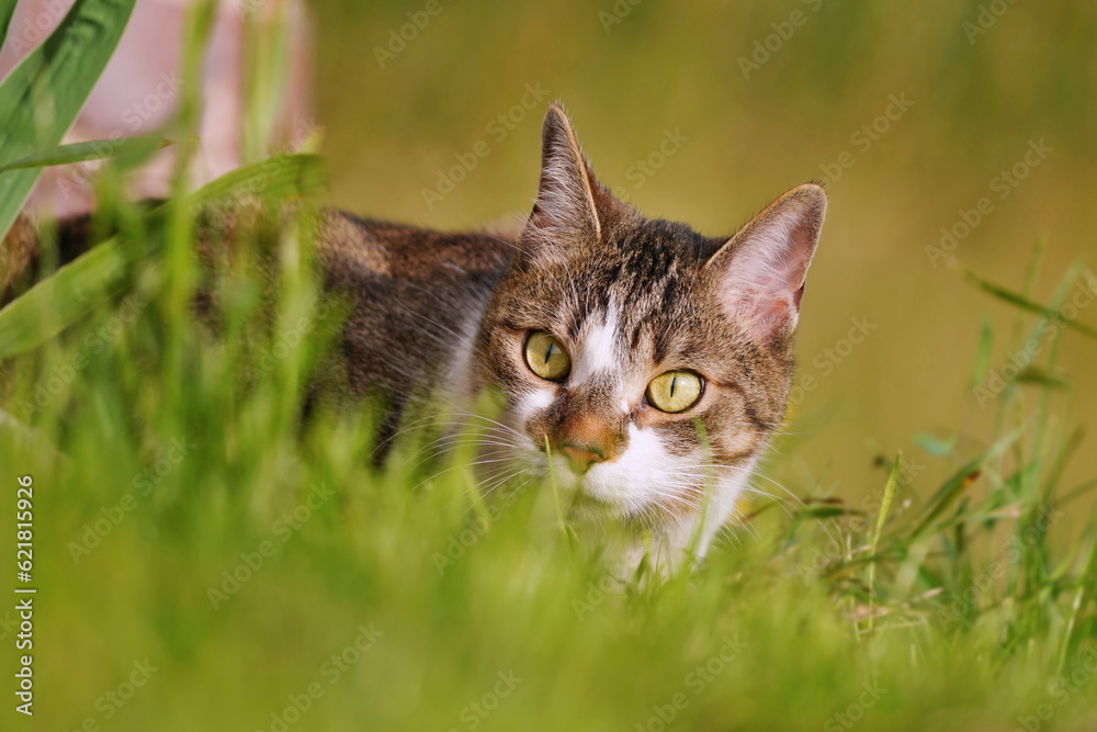 A cute colorful cat hiding in the grass. 