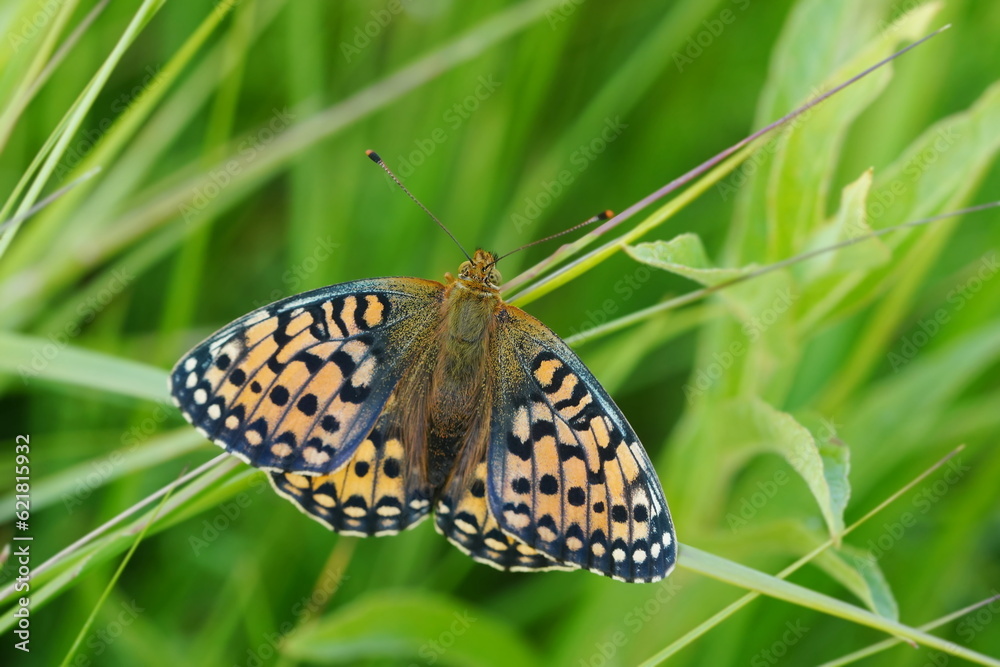 Beautiful butterfly Dark green fritillary sitting in the grass. Big orange butterfly in the nature habitat. Argynnis aglaja. Beautiful butterfly Dark green fritillary sitting in the grass. Big orange butterfly in the nature habitat. Argynnis aglaja.