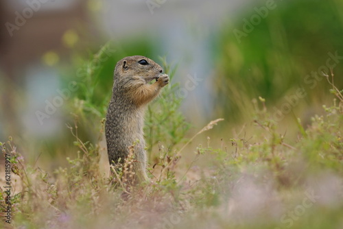 A young ground squirrel pose in the grass. Spermophilus citellus