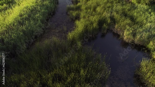 Aerial view of a marsh with rich vegetation, summer at sunset. Passing over the marsh, cinematic view. photo
