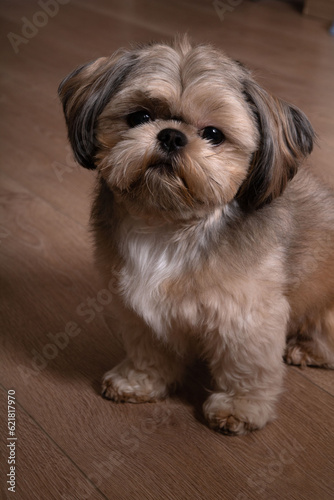 photo of a small dog sitting and looking at the camera