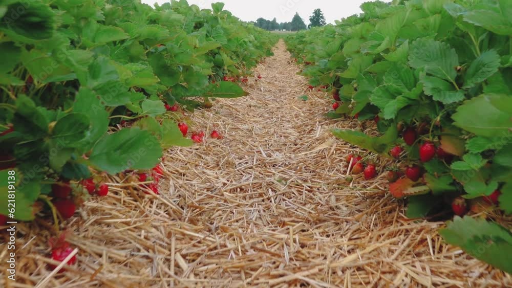 Strawberry field straw mat. Green strawberry field with beautiful red strawberries. Strawberry plantation on a sunny day. Field with strawberries. Home strawberry plantation on a sunny day Strawberry field straw mat. Green strawberry field with beautiful red strawberries. Strawberry plantation on a sunny day. Field with strawberries. Home strawberry plantation on a sunny day