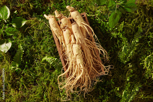 Photography A lot of ginseng roots are stacked on each other on the wooden tray