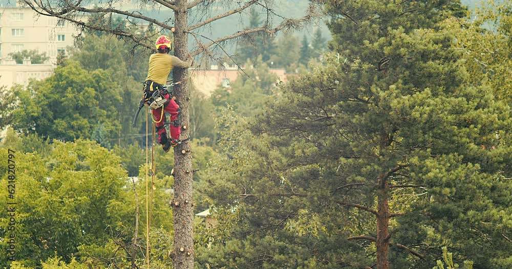 Worker cuts down a tree, a man cuts trees with electric chainsaw, Lumberjack to cut branches while cutting down the tree, wood, A man saws a sawmill with a chainsaw at a height with insurance.