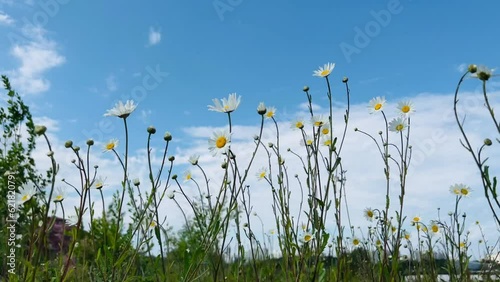 chamomile white flowers swaying in the wind in the blue sky. Bottom view