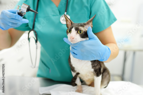 Fototapeta Naklejka Na Ścianę i Meble -  Veterinarian doctor checking the ears of cat of the breed Cornish Rex with otoscope in veterinary clinic. Health of pet. Care animal. Pet checkup, tests and vaccination in vet office.