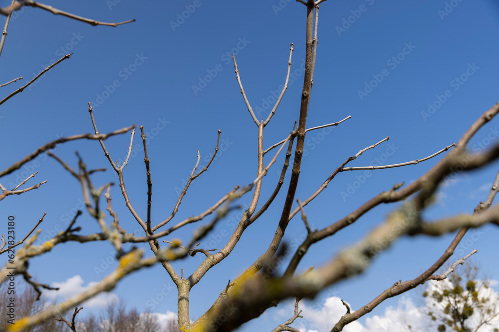 catalpa bignoniform tree in sunny weather in early spring catalpa bignoniform tree in sunny weather in early spring