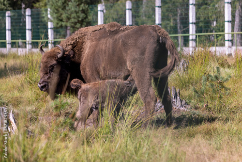 Wild animal European bison