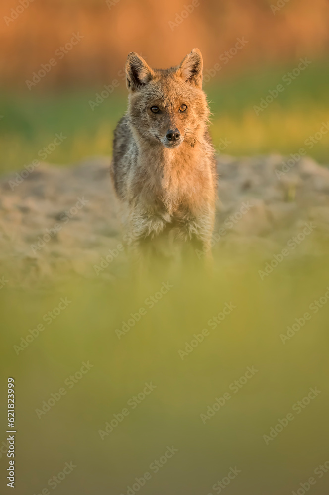 Fototapeta premium Canis aureus (Golden jackal) in the wild