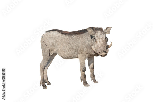 common warthog isolated on white background