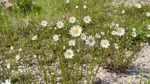 chamomile white flowers swaying in the wind