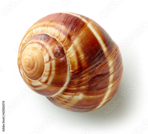 escargot snail on white background