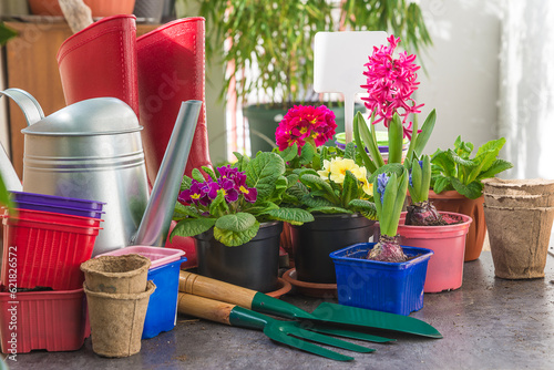 Spring gardening concept; Spring blooming flowers: primula, hyacinths, gardening tools, red rubber boots on the table for planting