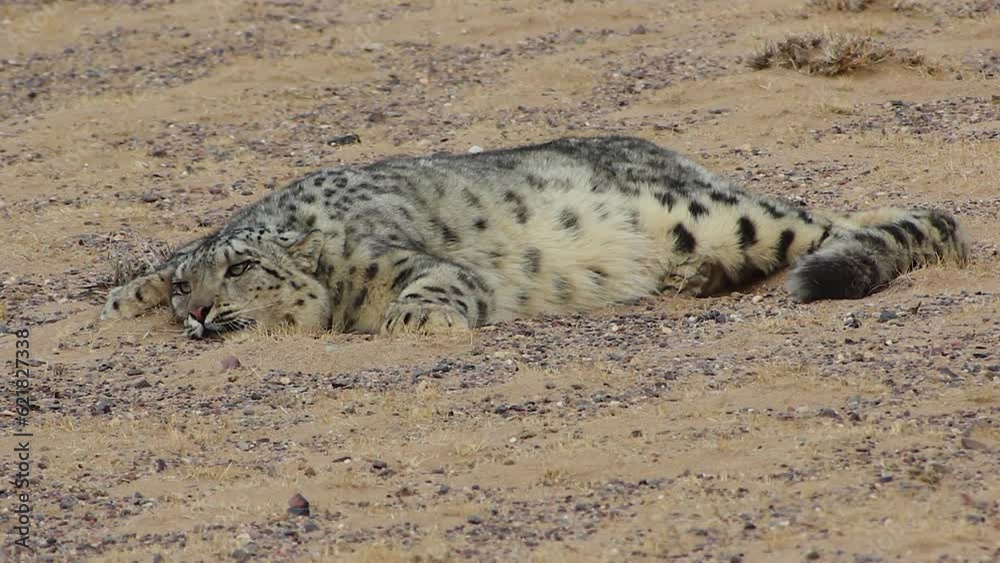 A snow leopard lying down in Gobi, Hovd Province, Mongolia, Asia