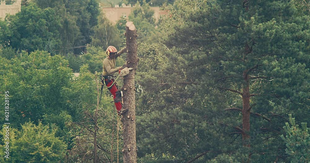 Worker cuts down a tree, a man cuts trees with electric chainsaw, Lumberjack to cut branches while cutting down the tree, wood, A man saws a sawmill with a chainsaw at a height with insurance.