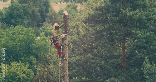 Worker cuts down a tree, a man cuts trees with electric chainsaw, Lumberjack to cut branches while cutting down the tree, wood, A man saws a sawmill with a chainsaw at a height with insurance.