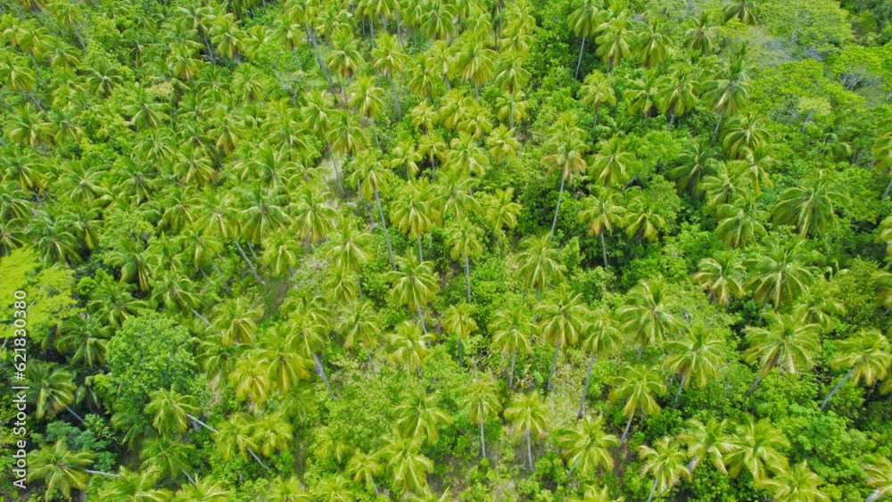 Flying Above Large Field Of Dense Lush Green Palm Trees. 4K Aerial Drone View. Flying Above Large Field Of Dense Lush Green Palm Trees. 4K Aerial Drone View.