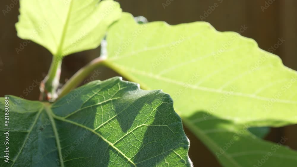 Lush green Fig leaves moving slowly in the breeze, back-lit by the warm summer sun. Lush green Fig leaves moving slowly in the breeze, back-lit by the warm summer sun.
